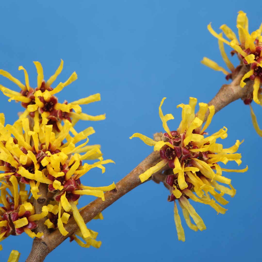 Witch hazel is a toner, cleanser, astringent and anti-inflammatory that tightens skin, reduces pore size, relieves sunburn and irritation and sooths puffiness.