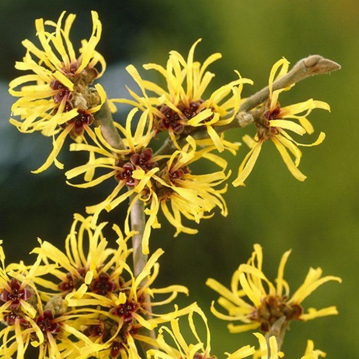 Witch Hazel