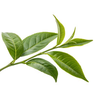 Organic green tea extract